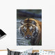 Portrait Of Wet Siberian Tiger Wall Mural
