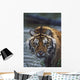 Portrait Of Wet Siberian Tiger Wall Mural