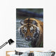 Portrait Of Wet Siberian Tiger Wall Mural