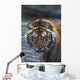 Portrait Of Wet Siberian Tiger Wall Mural