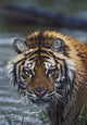 Portrait Of Wet Siberian Tiger Wall Mural