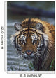 Portrait Of Wet Siberian Tiger Wall Mural