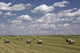 Hay Bales In Field, Alberta, Canada Wall Mural