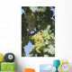 White Grapes On The Vine Wall Mural