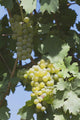 White Grapes On The Vine Wall Mural