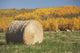 Hay Bale With Autumn Colors, Alberta, Canada Wall Mural