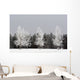 Frost On Trees, Calgary, Alberta, Canada Wall Mural