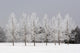 Winter, Calgary, Alberta, Canada Wall Mural