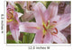 Asiatic Lily Wall Mural