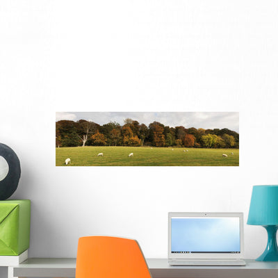 Sheep Grazing Meadow Northumberland Wall Mural shown on a wall
