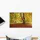 Autumn Tree, Hulne Park, Northumberland, England Wall Mural