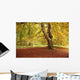 Autumn Tree, Hulne Park, Northumberland, England Wall Mural