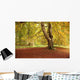 Autumn Tree, Hulne Park, Northumberland, England Wall Mural