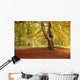 Autumn Tree, Hulne Park, Northumberland, England Wall Mural