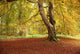 Autumn Tree, Hulne Park, Northumberland, England Wall Mural