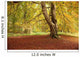 Autumn Tree, Hulne Park, Northumberland, England Wall Mural