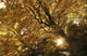 Sun Shining Through Golden Leaves On A Tree Wall Mural