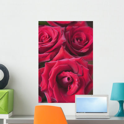 Red Roses Wall Mural shown on a wall