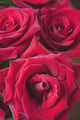 Red Roses Wall Mural