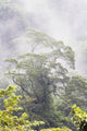 Mist Over A Rainforest, Republic Of Costa Rica Wall Mural