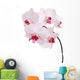 Orchid Wall Mural