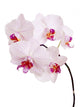 Orchid Wall Mural