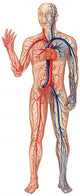 Vascular System Wall Decal Design 2
