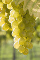 White Grapes Wall Mural