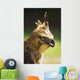 Steppe Eagle Wall Mural