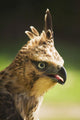 Steppe Eagle Wall Mural