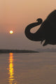 Elephant, Chitwan National Park, Nepal Wall Mural