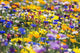 Wildflowers, Mount Hood, Oregon, Usa Wall Mural