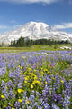 Mount Rainier National Park, Washington Of America Wall Mural