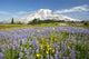 Wildflowers In Paradise Park With Mount Rainier In The Background Wall Mural