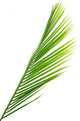 Palme Vert Palmiste Fond Wall Mural