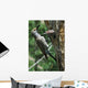 Female Northern Flicker Greeted By Young In Nest Wall Mural