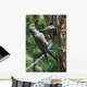 Female Northern Flicker Greeted By Young In Nest Wall Mural