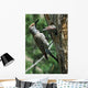 Female Northern Flicker Greeted By Young In Nest Wall Mural