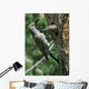 Female Northern Flicker Greeted By Young In Nest Wall Mural