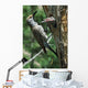 Female Northern Flicker Greeted By Young In Nest Wall Mural
