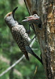 Female Northern Flicker Greeted By Young In Nest Wall Mural