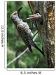Female Northern Flicker Greeted By Young In Nest Wall Mural
