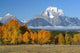 Aspens Wall Decal Design 2