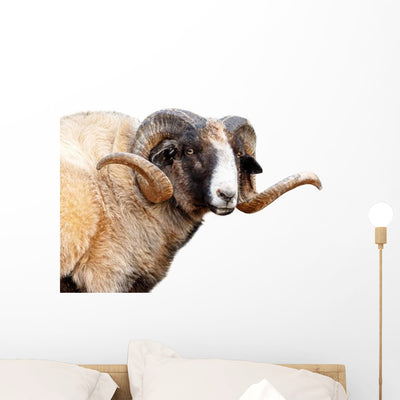 Navajo Churro Sheep Wall Decal shown on a wall