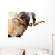 Navajo Churro Sheep Wall Decal
