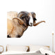 Navajo Churro Sheep Wall Decal