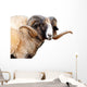 Navajo Churro Sheep Wall Decal