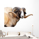 Navajo Churro Sheep Wall Decal