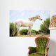 White Horse Wall Mural