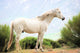 White Horse Wall Mural